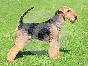 Airedale terrier