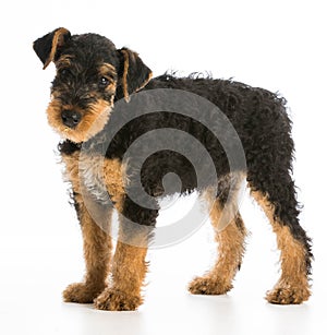 Airedale terrier