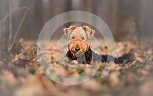 Airedale Terrier