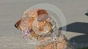 Airedale terrier breed dog of yellow-brown color