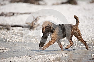 Airedale Terrier is carrying big wood from a water