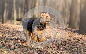 Airedale terrier dog