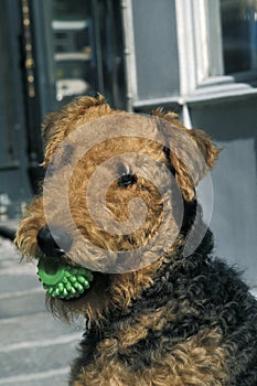 Airedale Terrier Dog, Adult with Ball in its Mouth