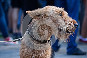 Airedale Terrier dog