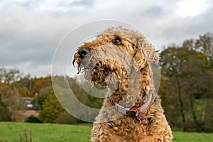 An Airedale terrier dog with an angelic look on her face.