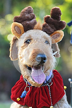 Airedale Terrier dog in Christmas reindeer ears