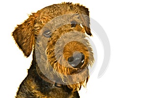 Airedale terrier dog curious expression isolated