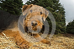 Airedale terrier dog with dirty paws
