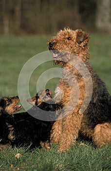 AIREDALE TERRIER DOG, FEMALE WITH PUPS