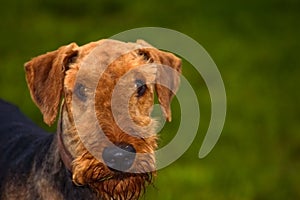 Airedale terrier dog in front of green background