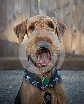 Airedale terrier dog in front of a wooden fence