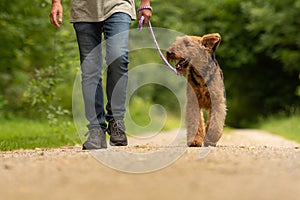 Airedale Terrier. Dog handler is walking with his obedient dog on the road in a forest