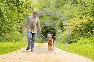 Airedale Terrier. Dog handler is walking with his obedient dog on the road in a forest