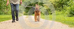 Airedale Terrier. Dog handler is walking with his obedient dog on the road in a forest