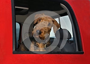 Airedale terrier dog inside big red truck