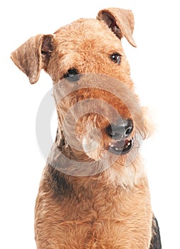 Airedale Terrier dog isolated photo