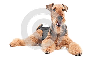 Airedale Terrier dog isolated photo