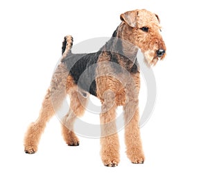 Airedale Terrier dog isolated photo