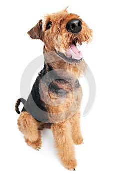 Airedale Terrier dog isolated photo