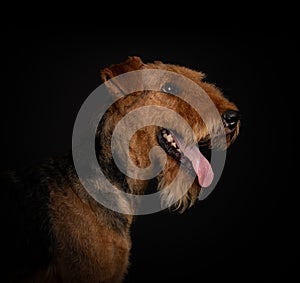 Airedale terrier dog isolated on black background studio shot copy space for text