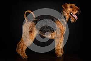 Airedale terrier dog isolated on black background studio shot copy space for text