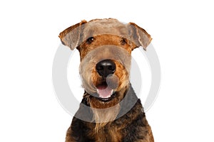 Airedale Terrier Dog on Isolated White background