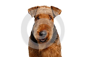 Airedale Terrier Dog on Isolated White background