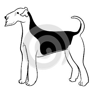 Airedale terrier dog isolated on white background