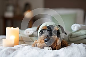 Airedale terrier dog lays on a bed, pet relaxing in spa wellness