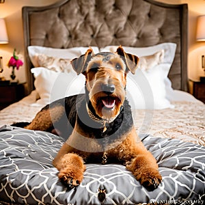 Airedale Terrier dog lounging on a plush bed adorned with luxury