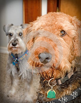 Airedale terrier dog with miniature schnauzer