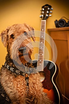 Airedale terrier dog in music studio with guitar