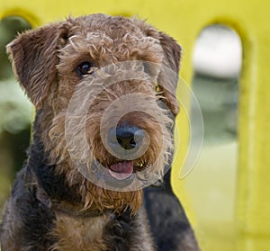 Airedale terrier dog at the park