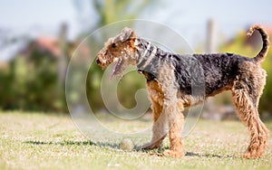 Airedale terrier dog playing