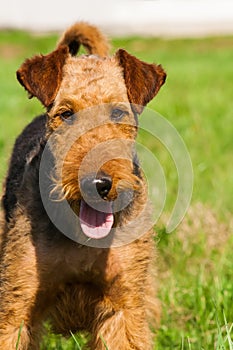 Airedale terrier dog portrait