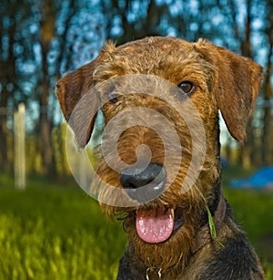 Airedale terrier dog portrait