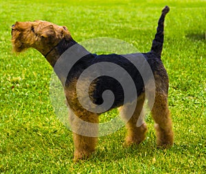 Airedale Terrier Dog. Portrait of nice airedale terrier in the garden