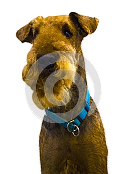 Airedale Terrier dog. Portrait of purebred dog Irish Terrier. Ai