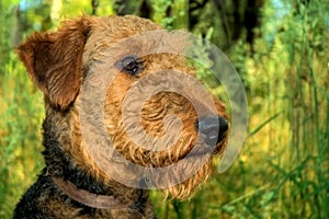 Airedale terrier dog profile closeup