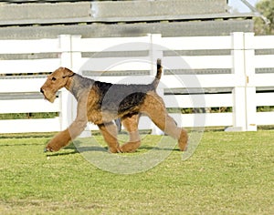 Airedale Terrier dog photo