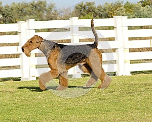 Airedale Terrier dog photo