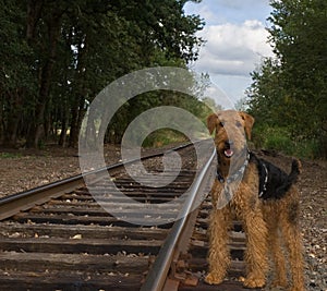 Airedale terrier dog stands beside rail road track