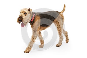 Airedale Terrier Dog Walking to Side