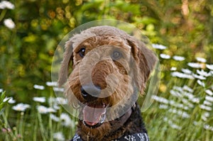 Airedale terrier dog in wildflowers