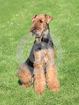 Airedale Terrier in the garden