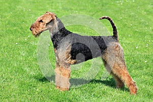 Airedale Terrier on the green grass