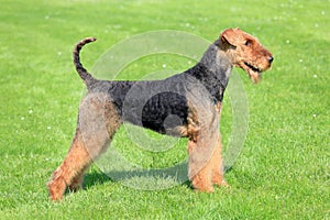 Airedale Terrier on a green grass lawn