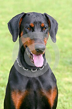 Airedale Terrier on a green grass lawn