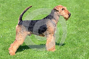 Airedale Terrier on a green grass lawn