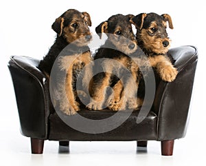 Airedale terrier litter